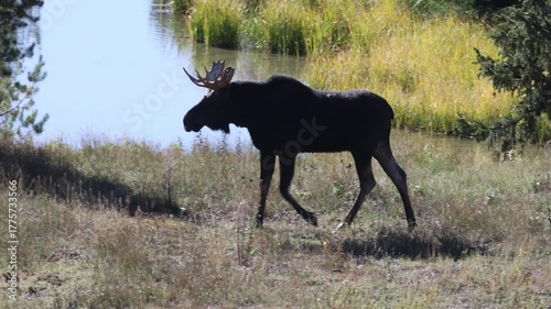 Bull Moose During the Rut in Grand Teton National Park Wyoming in Autumn
