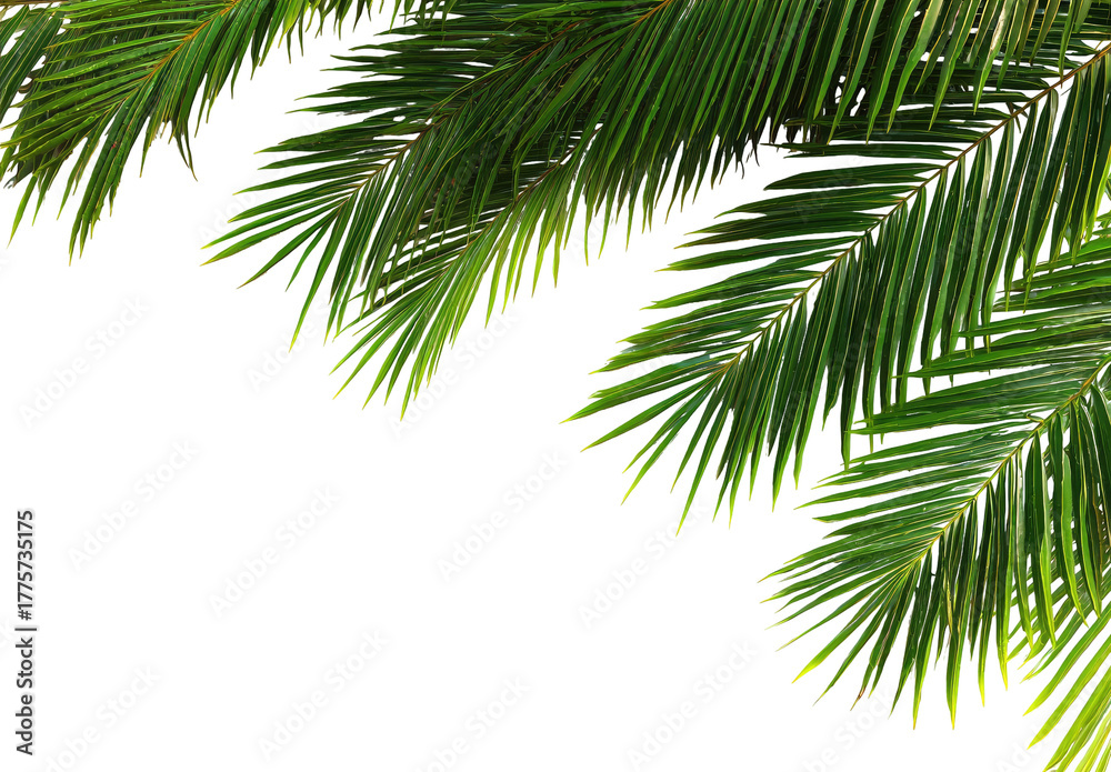Naklejka premium Close-up of tropical palm fronds against black background