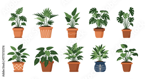Comprehensive collection of 10 diverse potted houseplants, perfect for enhancing home decor with natural greenery and fostering a serene indoor environment.