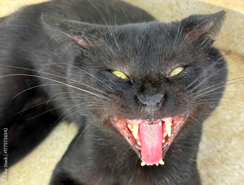 Funny angry cat with open mouth.