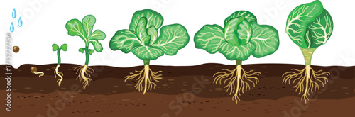 Life cycle of cabbage plant from planting a seed and sprout in a garden bed to harvesting the head of cabbage isolated on white background