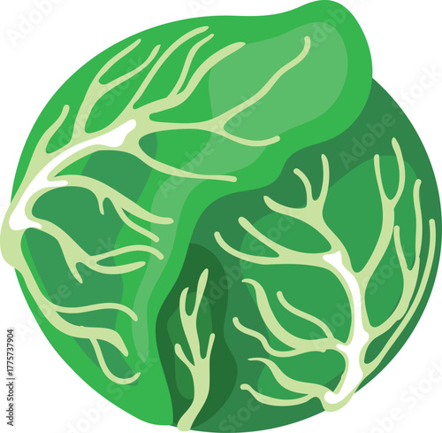 Head of cabbage isolated on white background	