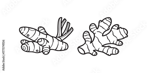 turmeric and ginger roots icon vector