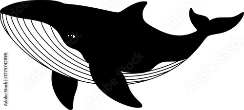 Whale vector