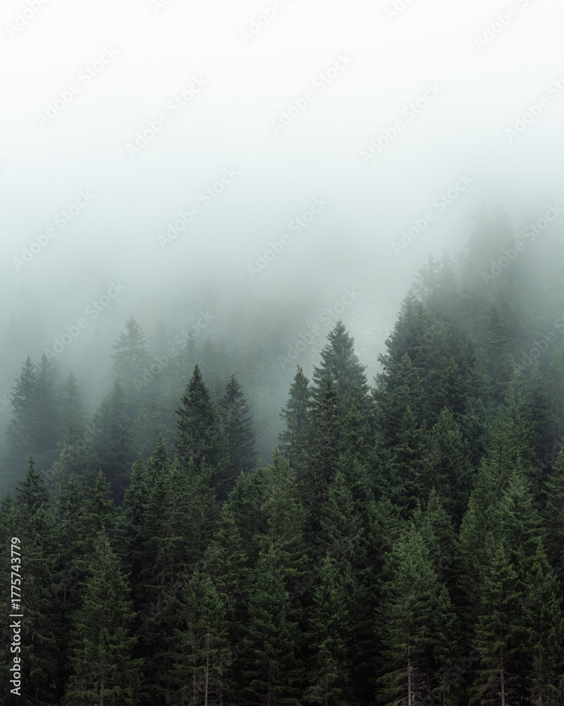 Obraz premium Mysterious fog drifting through dense evergreen forest in a mountainous region. The soft mist partially hides the treetops, creating a moody, atmospheric scene. Ideal for conveying themes of mystery, 