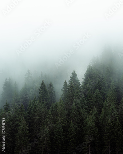 Fotografija Mysterious fog drifting through dense evergreen forest in a mountainous region