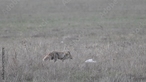 A wild red fox Vulpes vulpes moves gracefully across a field. Slow motion.