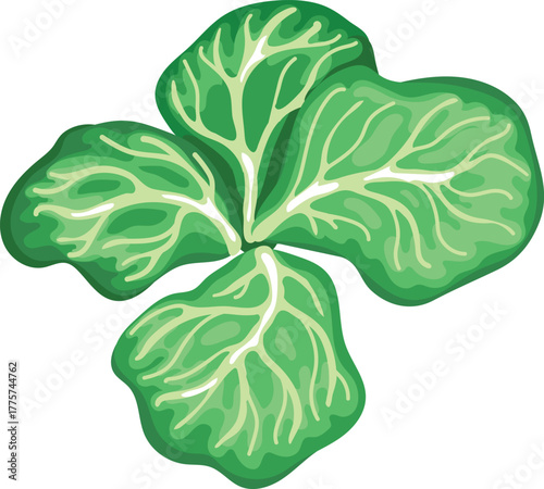 Сabbage leaves on a white background