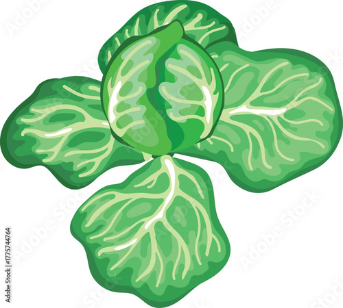 Head of cabbage with leaves isolated on white background