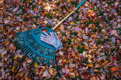 rake and gloves lying in the fall leaves