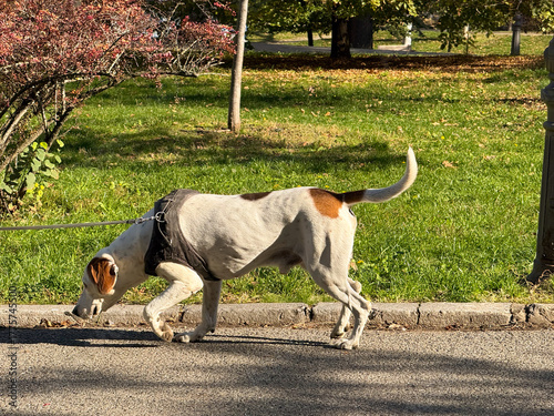Fotografie Dog walking on sunny street