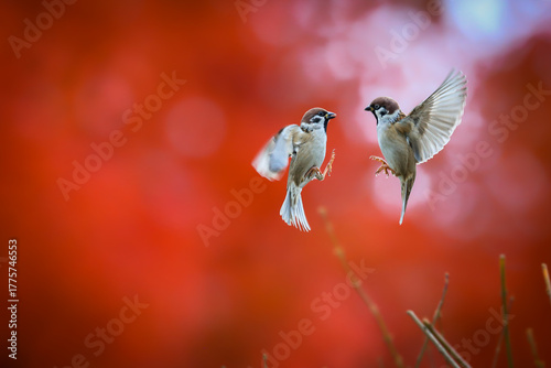 A moody autumn photo of two dancing sparrows against a red maple tree background. Tree Sparrow, Passer montanus, Red Maple, Acer rubrum