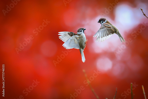 A moody autumn photo of two dancing sparrows against a red maple tree background. Tree Sparrow, Passer montanus, Red Maple, Acer rubrum