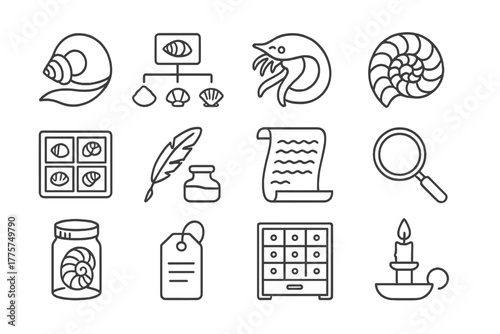Vintage Malacology Icons. Line style icons of vintage malacology: mollusk shell, classification, anatomy, fossil; specimen tray,