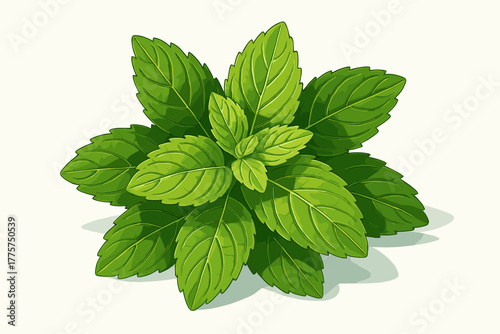 Minty Fresh Still Life. Elegant still life of fresh mint leaves resting on a clean white surface, vibrant tones and natural