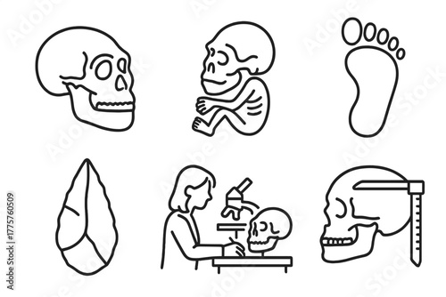 Paleontology Line Icons. Line style icons of paleontology: hominin skull, early human fossil, bipedal track, stone tool icon,