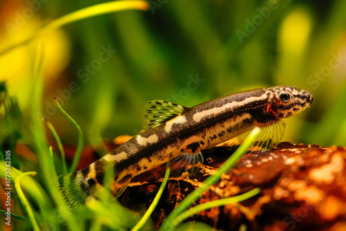 Bild auf Leinwand Protomyzon pachychilus panda loach, Yaoshania pachychilus river asia suckermouth fisch