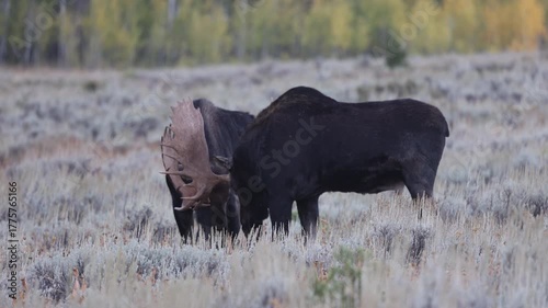 Pair of Bull Moose Fighting During the Rut in Autumn in Grand Teton Naitonal Park Wyoming