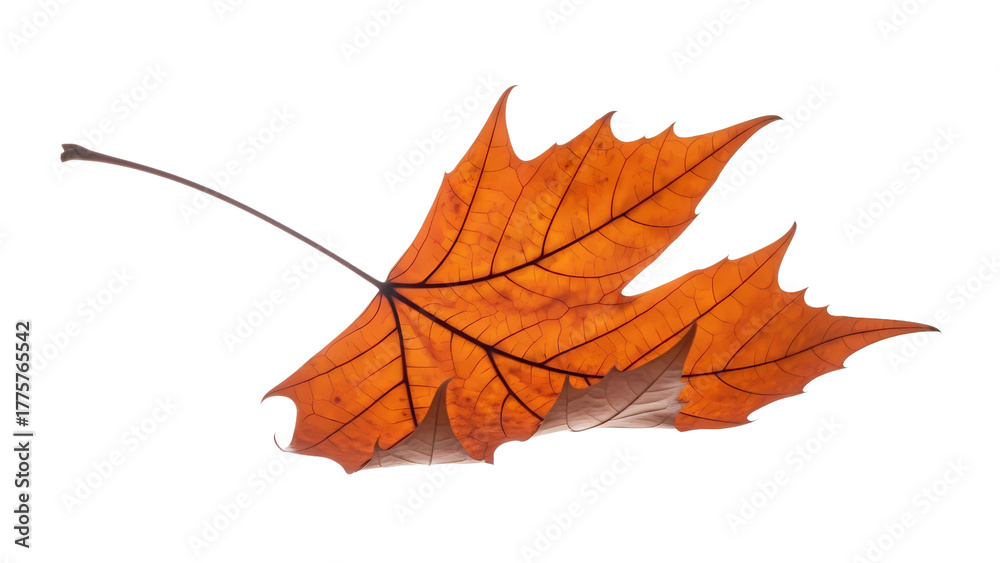 Obraz premium A single vibrant orange autumn platanus leaf with detailed veins isolated on a transparent background
