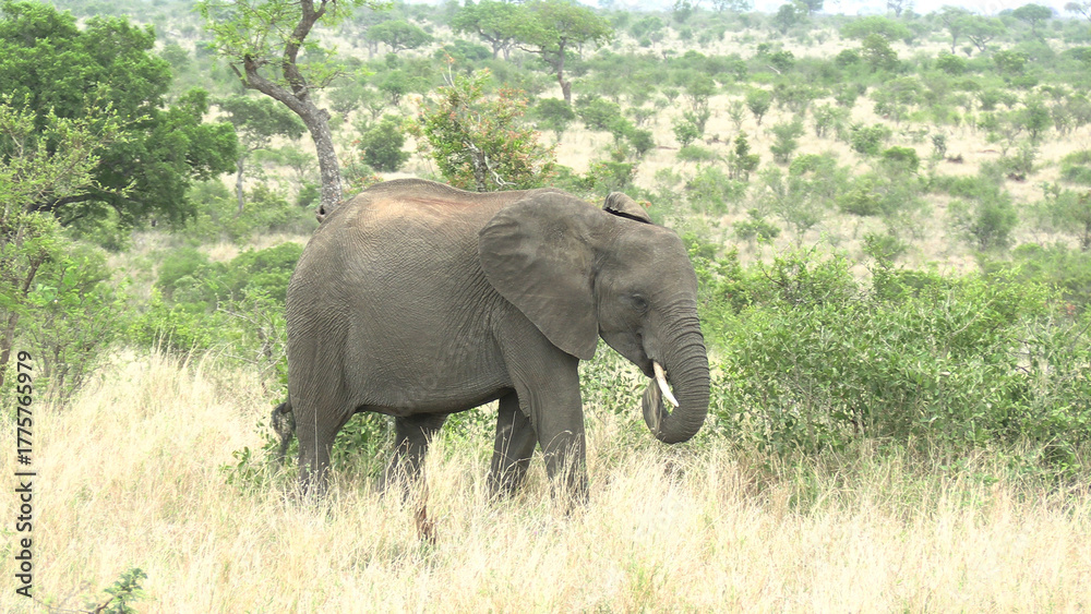 Fototapeta premium Éléphant d’Afrique dans le parc Kruger en Afrique du Sud