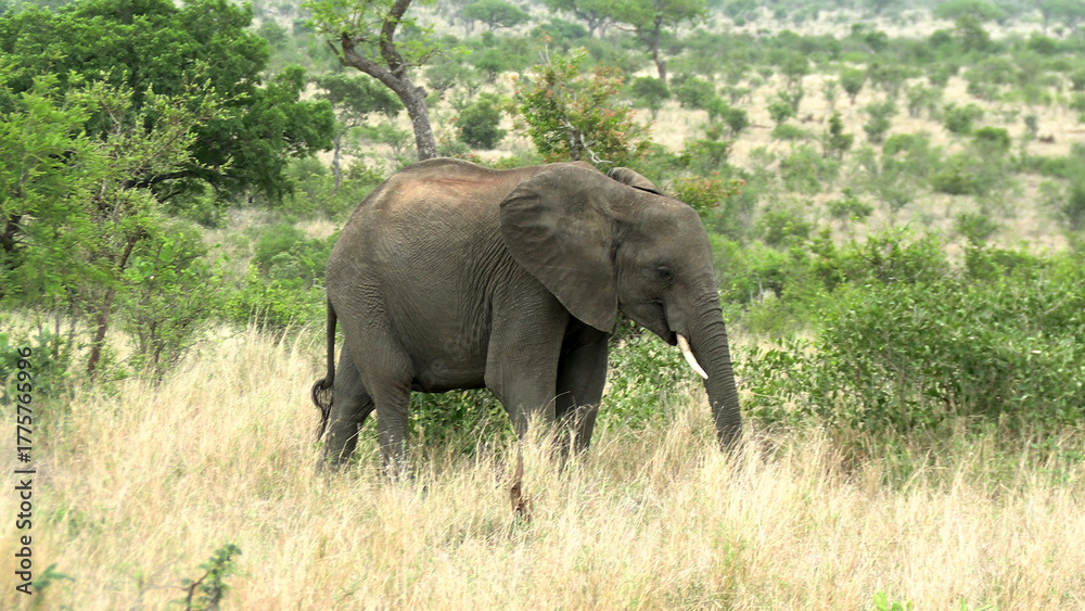 Fototapeta premium Éléphant d’Afrique dans le parc Kruger en Afrique du Sud
