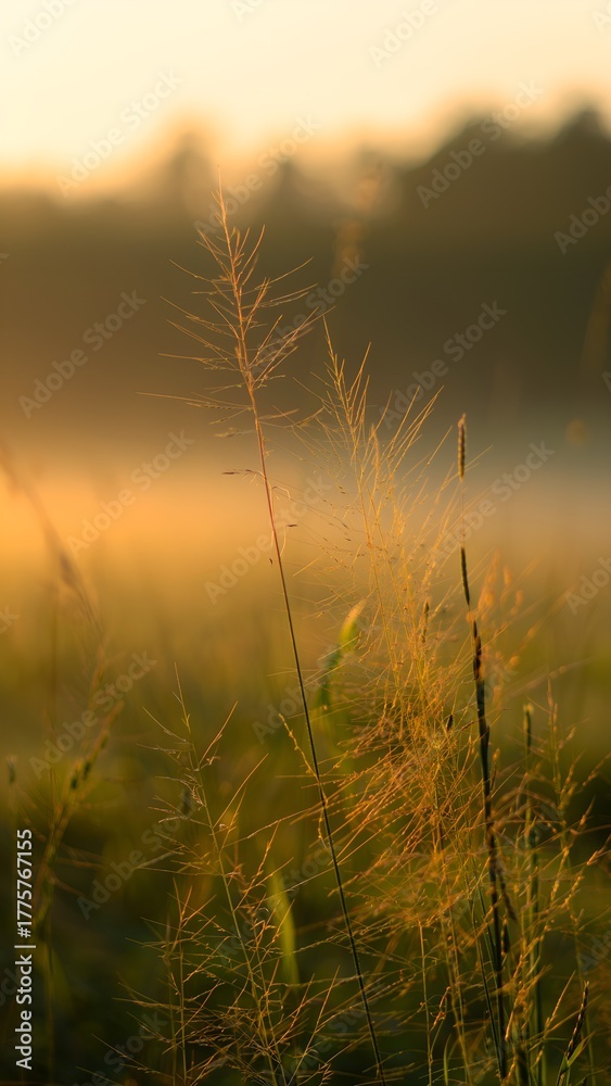 Obraz premium Golden Morning Light on Grass
