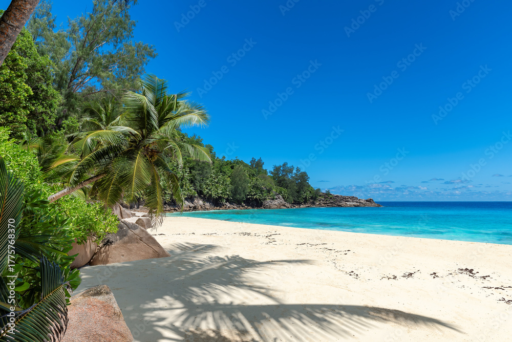 Fototapeta premium Palm trees on sandy beach palm and turquoise sea. Summer vacation and tropical beach concept.