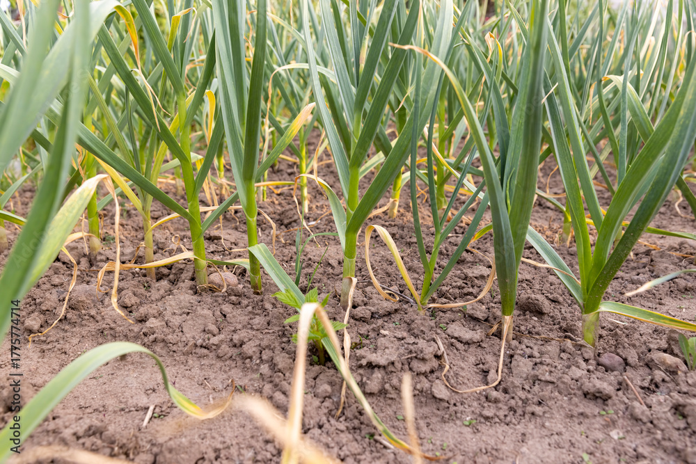 Fototapeta premium garlic growing in an agricultural field, dry summer weather with dry soil, the need for care and watering of green garlic