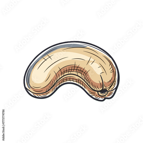 Cashew nut illustration in detailed line art style  