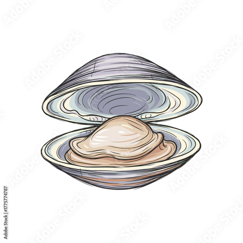 Open clam shell with interior view of soft flesh  