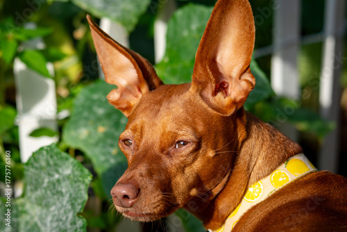 Obraz na plátně A Miniature Pinscher with large, erect ears and a lemon-pattern collar is shown in profile, photographed in Waukesha County, Wisconsin