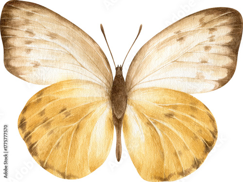 Yellow butterfly illustration, soft pastel insect clipart for spring and floral designs