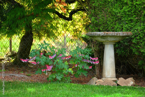 Backyard  Landscape - Bird bath and  bleeding heart plant