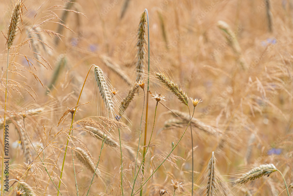 Fototapeta premium Close-up view of mature golden-yellow wheat grains on stalks against a blurred background, suggesting a field setting Individual kernels visible, no human presence or action Overcast dayearly morn