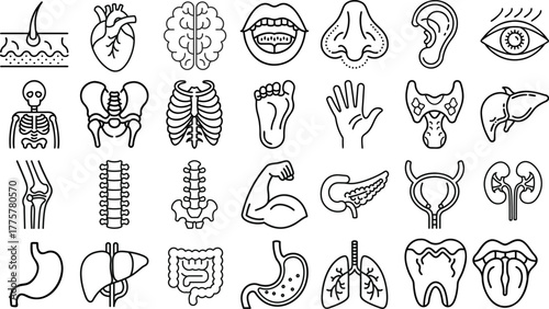 Human Body Organs Line Icons Set — Anatomy Medical Vector Illustration of Internal Organs, Body Parts and Human System Symbols in Outline Style