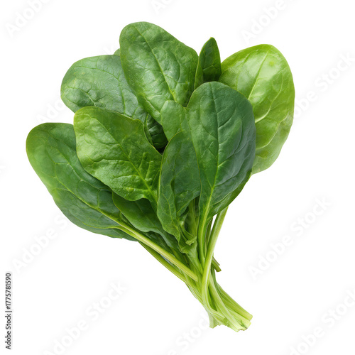Bunch of fresh baby spinach leaves isolated on transparent background, a healthy and versatile green vegetable