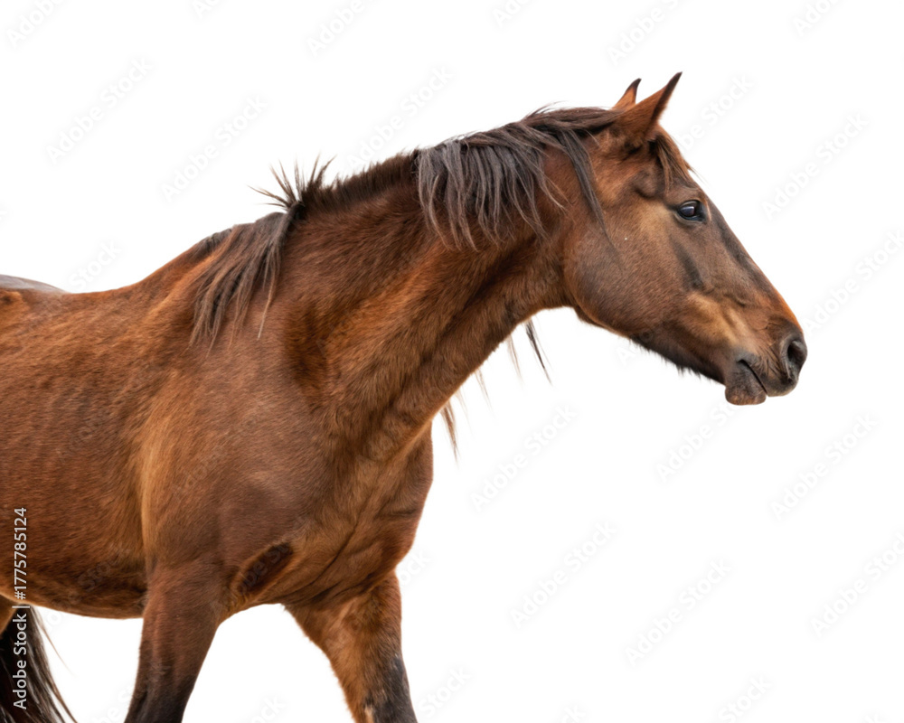 Obraz premium horse cutout, isolated 