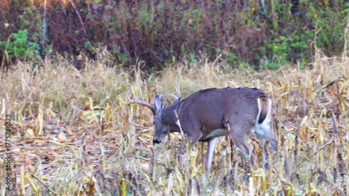 Whitetail buck deer (odocoileus virginianus) walking in a combined corn farm field during fall rut in Wisconsin