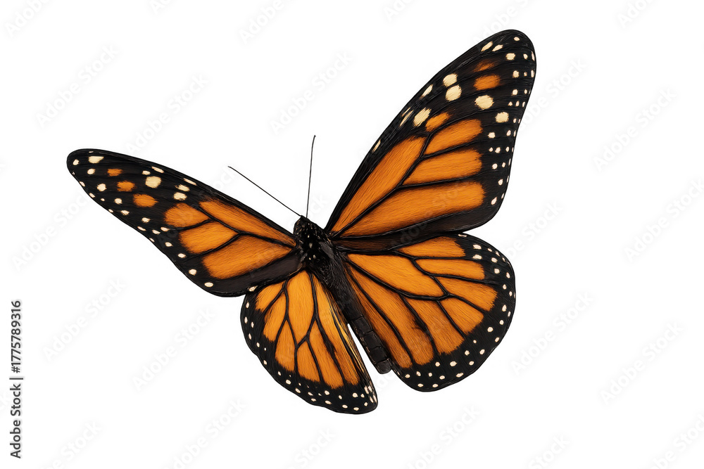 Fototapeta premium Monarch butterfly spreading wings, isolated on transparent background, symbolizing freedom, transformation, and delicate nature