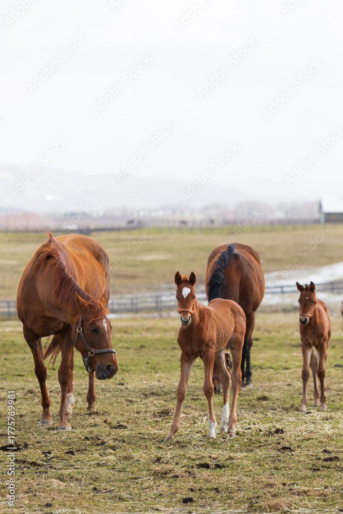 Fototapeta premium 小春日和のなか、親子水いらず