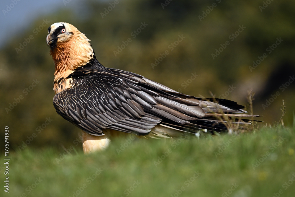 Fototapeta premium a majestic bearded vulture in spain