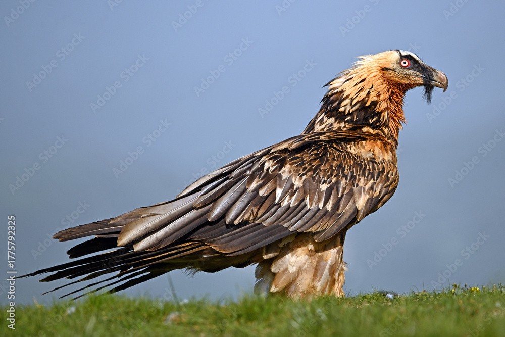 Fototapeta premium a majestic bearded vulture in spain