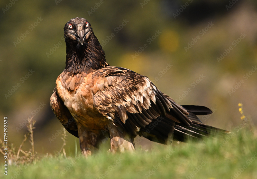 Fototapeta premium a majestic bearded vulture in spain