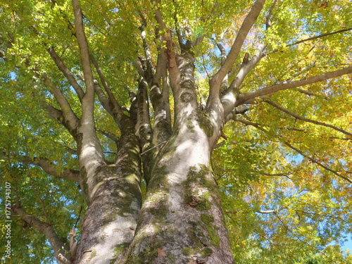秋の大ケヤキを見上げる