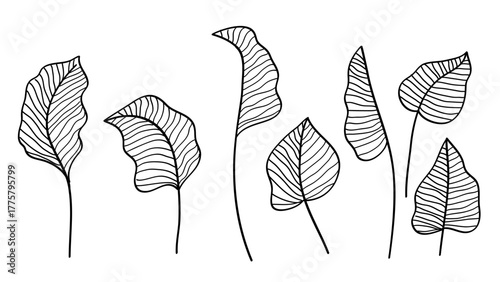 Hand drawing outlines of tropical plants and banana leaves isolated on white background