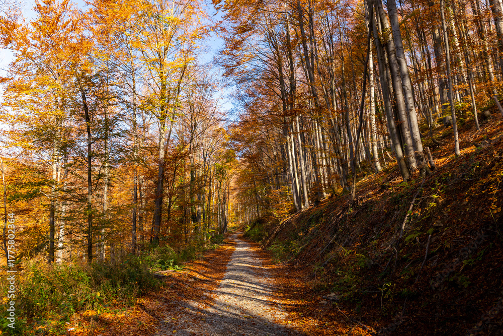 Obraz premium Mountain beech forest on a bright autumn day
