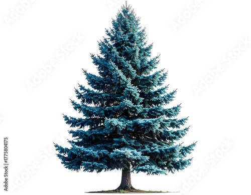 Isolated evergreen tree illustration with transparent background for design elements