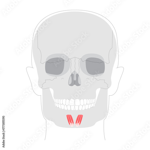 Mentalis - Human chin muscle depicted in responsible for elevating and protruding the lower lip, critical for expressions conveying doubt or displeasure, medical reference.