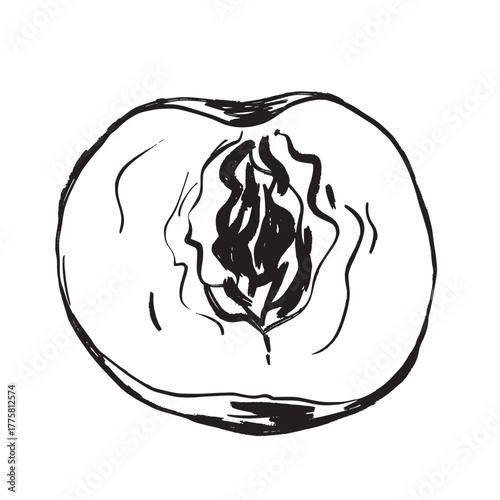 Detailed illustration displaying peach flesh and pit for study