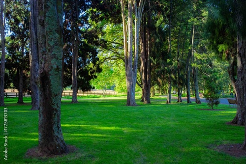 Fotografi Path going through trees rustling with wind in summer.